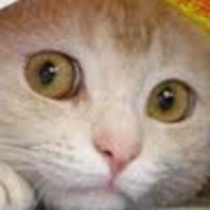 Meet your Posher, Paulette